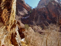 The cliffs at Zion National Park in the spring 