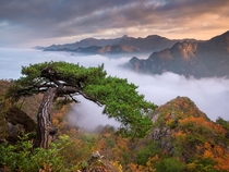 The cobra tree and unbelievably beautiful fog filled mountains Jebibong South Korea 