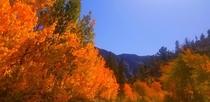 The color is popping off in the Eastern SierraI love where you vacation The road to North Lake in Bishop CA 