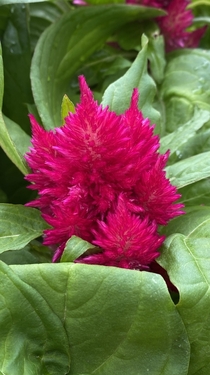 The color of this Celosia is 