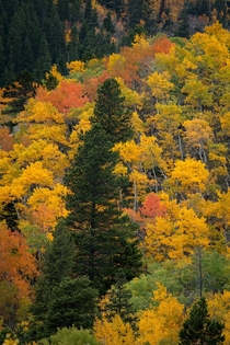 The Colorado Rockies near Estes Park 