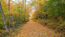 The colors of Fall Mt Greylock Massachusetts 