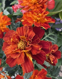 The colors of these marigolds though