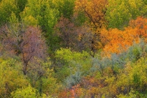 The colours of a Saskatchewan Fall at Wascana Trails 