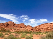 The desert was so alive and green this year Valley of Fire Nevada 