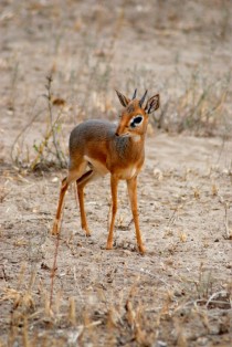 The Dik-dik a very small gazelle that stands about - in from the ground 