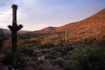 The Eastern side of Saguaro National Park taken at Sunset this past June 