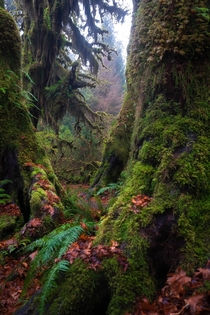 The eerie beauty of the Hoh National Rainforest Washington 