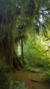 The eerie beauty of the Hoh rainforest Olympic National Park WA 