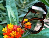 The Ethereal Glasswing Butterfly 