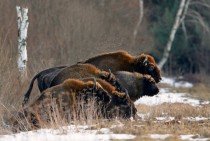 The European bison Bison bonasus