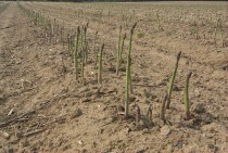 The exact opposite Asparagus field x