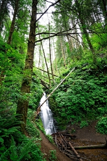 The extreme green of Oregons Coastal Forests 