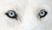 The eyes of a Husky 