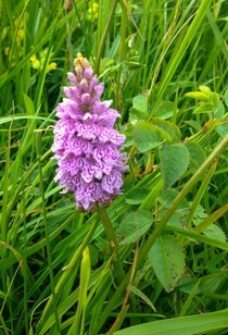 The first Wild Orchid I have ever seen