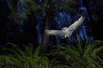 The Flight Path Barred owl about to take its prey 