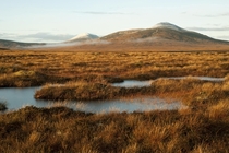 The Flow Country Northern Scotland This is the largest bog in Europe and the last real wilderness in Britain Photo by Eleanor Bentall 