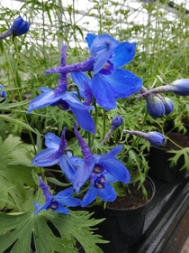 The flowers of Delphinium look like little witch hats
