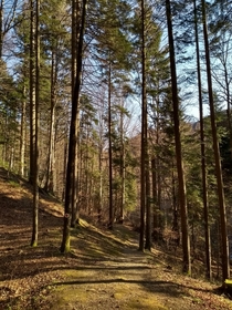 The forest from the Cerbu peak Slnic Moldova Bacu county Romnia 