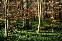 The forest in Southern Germany is carpeted with Wild Garlic Brlauch 