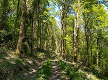 The Forest of Dean 