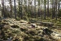 The forests in Sweden is pure bliss 