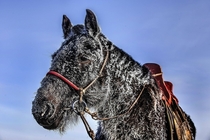 The fur of a horse ices up in the - cold of Mongolia 