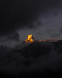The glorious Machapuchare wearing a golden crown as the first rays of sun hits the top This fishtail summit is one of the few places on earth where man has never set foot on Zoom in did you see a half face on the right side Taken from Ghandruk village in 