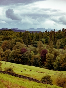 The hills and forest above Grassmere in the Lake District UK 