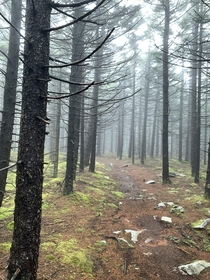 The Huckleberry trail in Monongahela National Forest