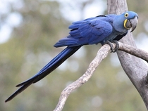 The hyacinth macaw Anodorhynchus hyacinthinus or hyacinthine macaw is a parrot native to central and eastern South America With a length of about one meter  ft it is longer than any other species of parrot It is the largest macaw and the largest flying pa