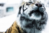 The infamous curiosity Panthera tigris altaica 