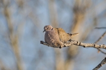 The Invader Eurasian Collared-dove 