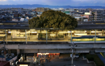 The Japanese Train Station of Kayashima is built around a -year-old Camphor tree that rises out of the platform