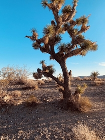 The Joshua Tree - Nevada  x