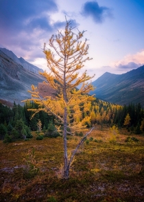 The Land if the Larch Canadian Rockies in Alberta  IG collintoews