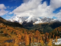 The Larches of Jumbo Pass 