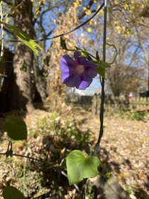 the last morning glory of the year
