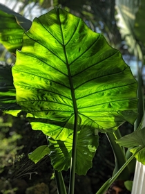 The lifht through this giant leaf 