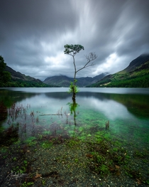 The Lone Tree Buttermere The Lake District 