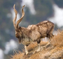 The magnificent Kashmir markhor one of the most beautiful animals one can find in the mountains of central Asia