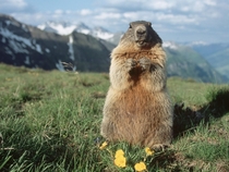 The Majestic Alpine Marmot 