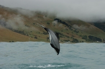 The Mauis dolphin one of the rarest dolphins in the world Only  are estimated to exist x-post from rdolphinpics 