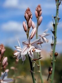 The meadow of Asphodel where dwell the souls and shadows - Asphodelus spp 