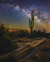 The Mighty Saguaro of the Sonoran Desert - Southern Arizona  IG JesseJmedia