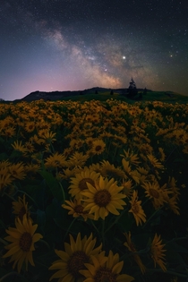 The milky way above a field of gold blooms in the Columbia River Gorge 