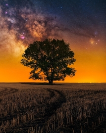 The milky way shines behind a powerful tree on the Canadian Prairie 