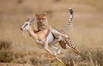 The moment a cheetah grabs its prey a springbok  photo by Wim van den Heever