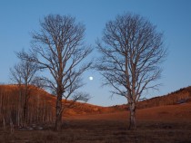 The moon and the trees in Colorado 