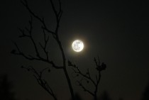 The Moon hanging in the hands of a tree 